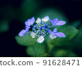 繡球 91628471