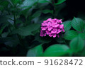 紅色繡球花 91628472