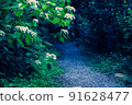 八仙花屬曬太陽的路徑 91628477