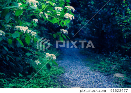 八仙花屬曬太陽的路徑 八仙花屬曬太陽的路徑 91628477