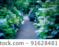 八仙花屬曬太陽的路徑 91628481