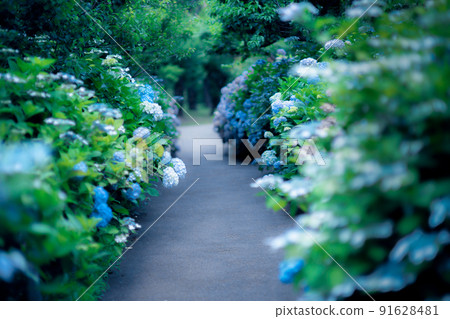 八仙花屬曬太陽的路徑 八仙花屬曬太陽的路徑 91628481