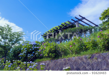 藍天和繡球花 91628483