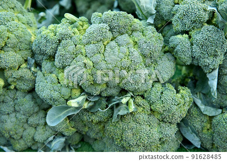 Broccoli in a pile on a market Broccoli in a pile on a market 91628485