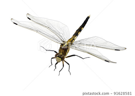 [Dragonfly] (Depth synthesis) 91628581