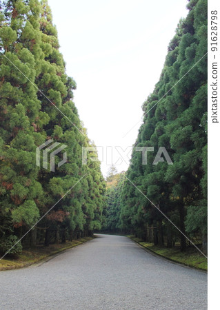 The approach leading to the Musashi Imperial Mausoleum Tree-lined road Hachioji, Tokyo 91628798