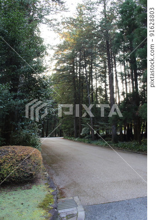 The approach leading to the Musashi Imperial Mausoleum Tree-lined road Hachioji, Tokyo 91628803