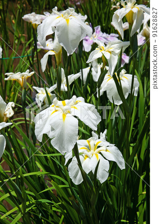 町田藥師池公園菖蒲繡球節|菖蒲花端莊清涼 91628827