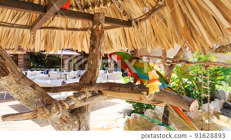 Green parrot close-up on a ranch in the Dominican Republic 91628893