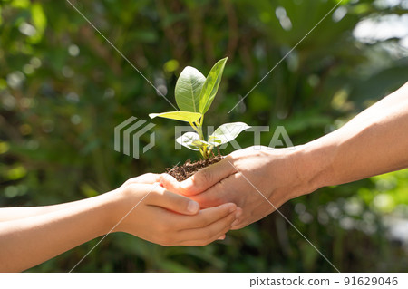 Handing over plant seedlings to children Handing over plant seedlings to children 91629046