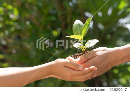 Handing over plant seedlings to children Handing over plant seedlings to children 91629047
