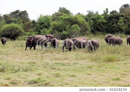 Wild Sri Lankan elephants, elephant gathering, Kaudulla National Park. 91629234