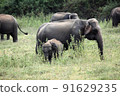 Wild Sri Lankan elephants, elephant gathering, Kaudulla National Park. 91629235