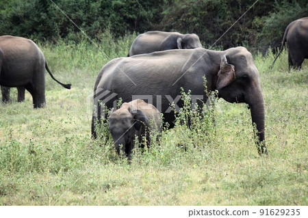 Wild Sri Lankan elephants, elephant gathering, Kaudulla National Park. 91629235