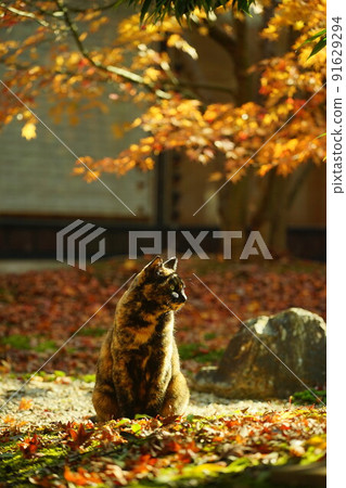Tortoiseshell cat standing in a Japanese garden with autumn leaves 91629294