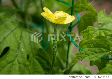 Bitter gourd fruit with yellow flowers that began to grow in the vegetable garden in July 91629343