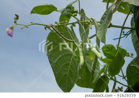 Pre-harvest beans and flowers in the vegetable garden in July Pre-harvest beans and flowers in the vegetable garden in July 91629359