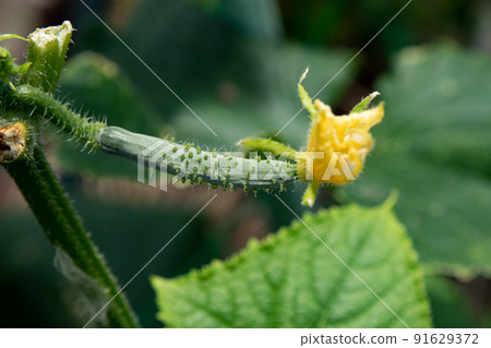 Cucumber with flowers just starting to grow in the vegetable garden in July 91629372