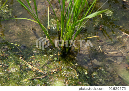 Rice in paddy fields in July Rice in paddy fields in July 91629373