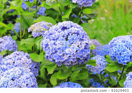 Large double hydrangea Large double hydrangea 91629403