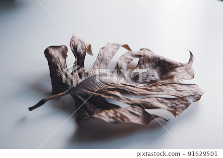 Dried and dry monstera leaves - Stock Photo [91629501] - PIXTA
