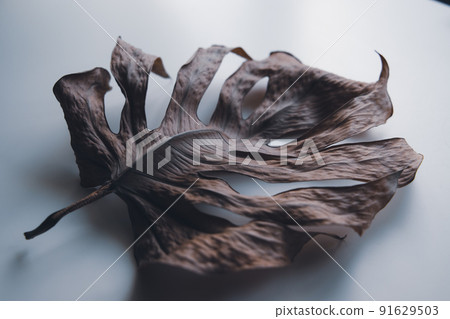 Dried and dry monstera leaves 91629503