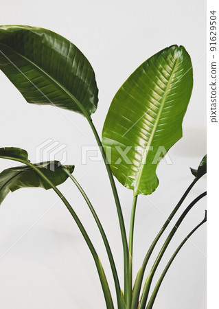 Large leaves of Strelitzia augusta 91629504