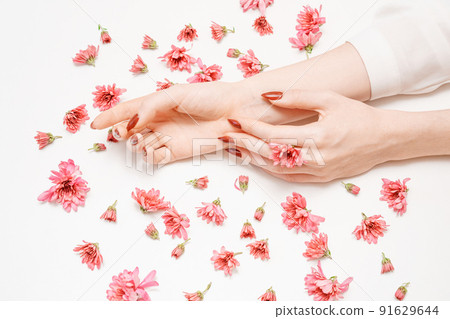 Close-up beautiful sophisticated female hands with pink flowers on white Close-up beautiful sophisticated female hands with pink flowers on white 91629644