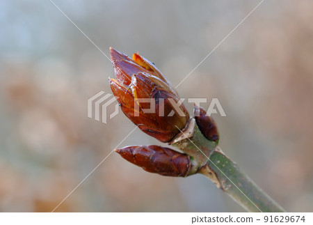 Closeup of a Horse Chestnut plant growing in a forest with a blurred background and copyspace. Swollen head of a Yellow Buckeye sprout in the woods with copy space. Brown bud in a garden or park 91629674