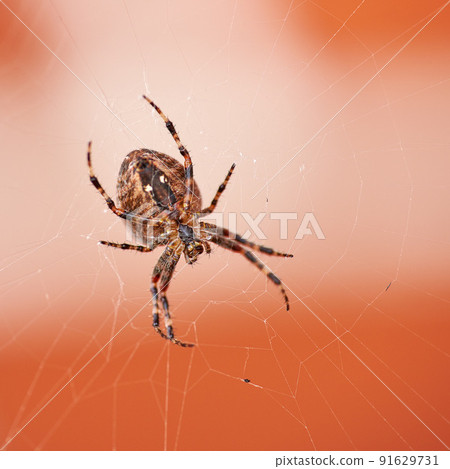 Walnut orb weaver spider spinning a web outside with copyspace. Closeup of one scary black and brown nuctenea umbratica arachnid from the araneidae species waiting to catch some bug prey in a cobweb 91629731
