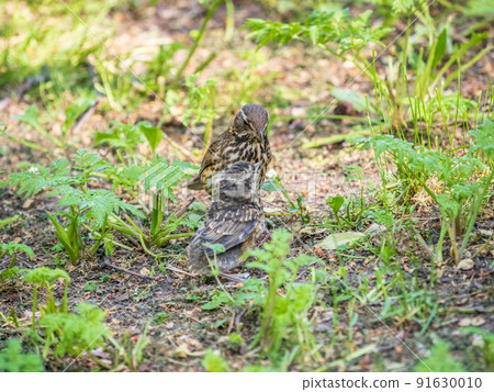 Wood bird Redwing, Turdus iliacus, feeds the chick with earthworms on the ground. An adult chick left the nest but its parents continue to take care of him. Wood bird Redwing, Turdus iliacus, feeds the chick with earthworms on the ground. An adult chick left the nest but its parents continue to take care of him. 91630010