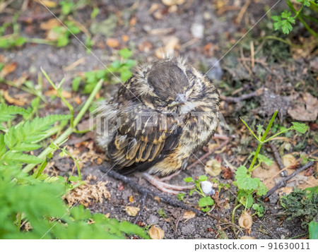A Redwing chick, Turdus iliacus,, has left the nest and sitting on the spring lawn. A Redwing chick, a bird in the thrush family, sits on the ground and waits for food from its parents. A Redwing chick, Turdus iliacus,, has left the nest and sitting on the spring lawn. A Redwing chick, a bird in the thrush family, sits on the ground and waits for food from its parents. 91630011