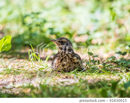 A fieldfare chick, Turdus pilaris, has left the nest and sitting on the spring lawn. A fieldfare chick sits on the ground and waits for food from its parents. 91630015