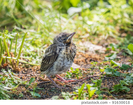 A fieldfare chick, Turdus pilaris, has left the nest and sitting on the spring lawn. A fieldfare chick sits on the ground and waits for food from its parents. 91630018