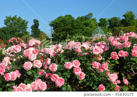 Owada Shinden, Yachiyo City, Chiba Prefecture, a famous place for roses Spring roses in full bloom at Keisei Rose Garden Owada Shinden, Yachiyo City, Chiba Prefecture, a famous place for roses Spring roses in full bloom at Keisei Rose Garden 91630175