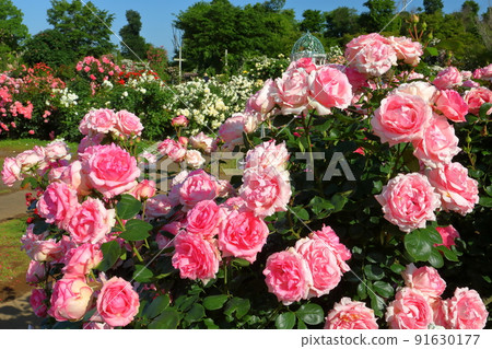 Owada Shinden, Yachiyo City, Chiba Prefecture, a famous place for roses Spring roses in full bloom at Keisei Rose Garden Owada Shinden, Yachiyo City, Chiba Prefecture, a famous place for roses Spring roses in full bloom at Keisei Rose Garden 91630177