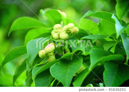 Kobushi noodles 91630201