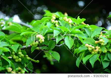 Kobushi noodles 91630202