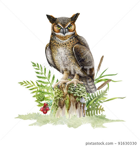 Great horned owl on mossy stamp. Watercolor illustration. Bubo virginianus North America native avian. Hand drawn realistic eagle owl in nature forest scene with fern, grass, berries Great horned owl on mossy stamp. Watercolor illustration. Bubo virginianus North America native avian. Hand drawn realistic eagle owl in nature forest scene with fern, grass, berries 91630330