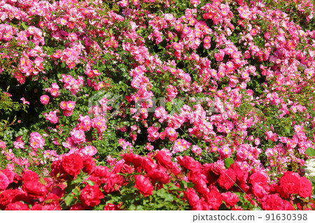 Owada Shinden, Yachiyo City, Chiba Prefecture, a famous place for roses Spring roses in full bloom at Keisei Rose Garden 91630398