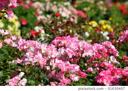 千葉縣八千代市小和田新電，玫瑰之鄉 京成玫瑰園盛開的春天玫瑰 91630407