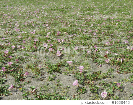 The pink flowers of Haruhirugao, which bloomed on the coast of Kemigawahama The pink flowers of Haruhirugao, which bloomed on the coast of Kemigawahama 91630443