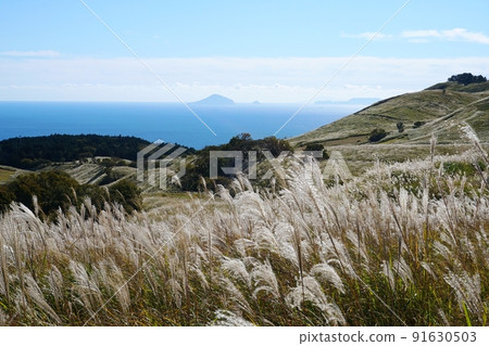 Susuki field of Hosono plateau spreading against the background of blue sky and sea 91630503