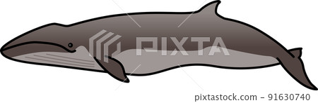 A whale 91630740