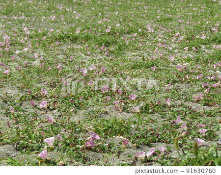 The pink flowers of Haruhirugao, which bloomed on the coast of Kemigawahama The pink flowers of Haruhirugao, which bloomed on the coast of Kemigawahama 91630780