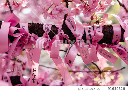 櫻花神宮河津櫻花結緣樹花帶 櫻花神宮河津櫻花結緣樹花帶 91630826