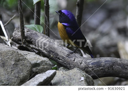 Fujian niltava, a beautiful little bird with beautiful blue and orange colors found in Vietnam's national parks Fujian niltava, a beautiful little bird with beautiful blue and orange colors found in Vietnam's national parks 91630921