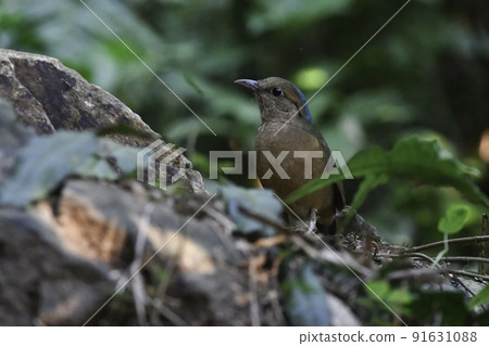 A beautiful jade-colored bird, the blue-naped pitta, found in national parks in Nepal and Vietnam. 91631088