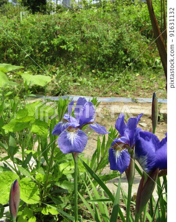 Blue flower buds with a mesh pattern 91631132