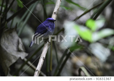 White-tailed flycatcher with beautiful blue color that inhabits the rainforests of Thailand and Vietnam White-tailed flycatcher with beautiful blue color that inhabits the rainforests of Thailand and Vietnam 91631367